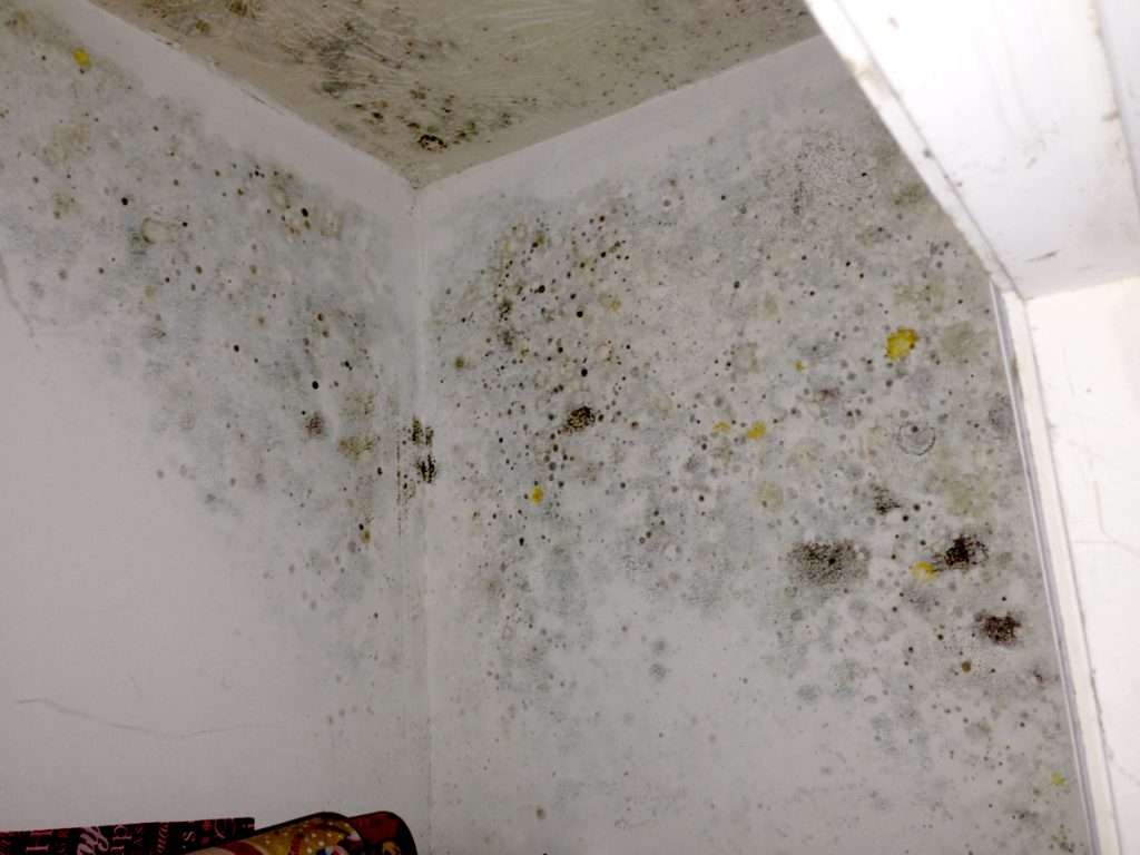 mold in walls - mold remediation