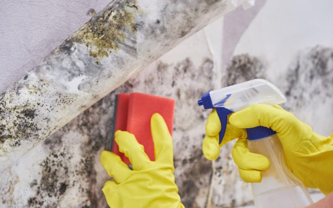 How Mold Affects Your Home and Why Professional Mold Remediation is Essential