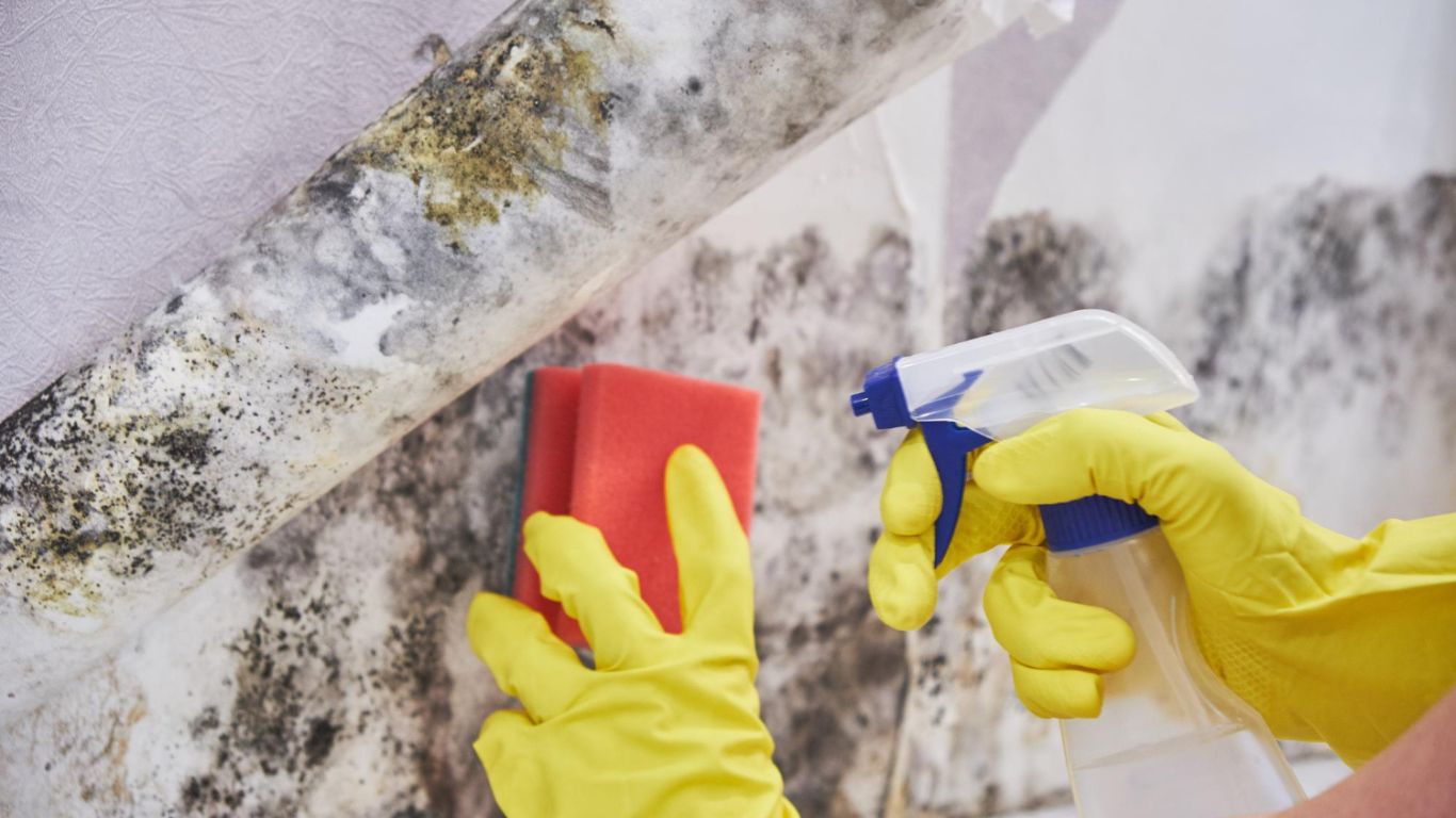 Professional Mold Remediation