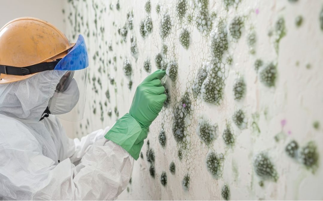 How Acting Fast on Mold Remediation Keeps Your Insurance in Good Standing