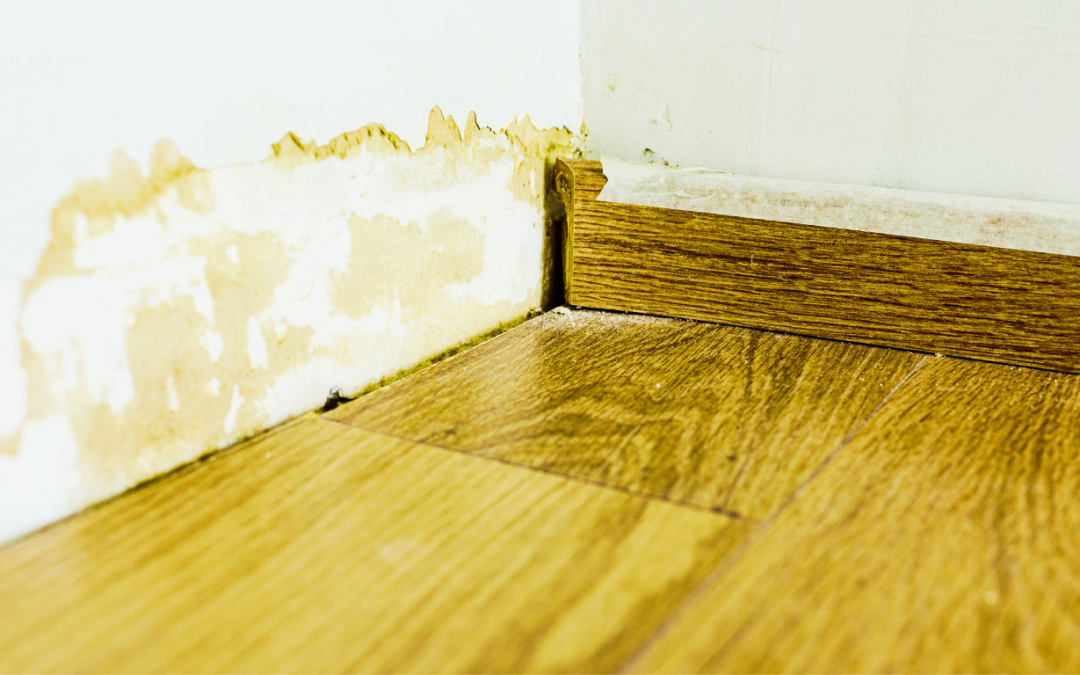 How Water Damage Restoration Stops the Cycle of Pest Infestations