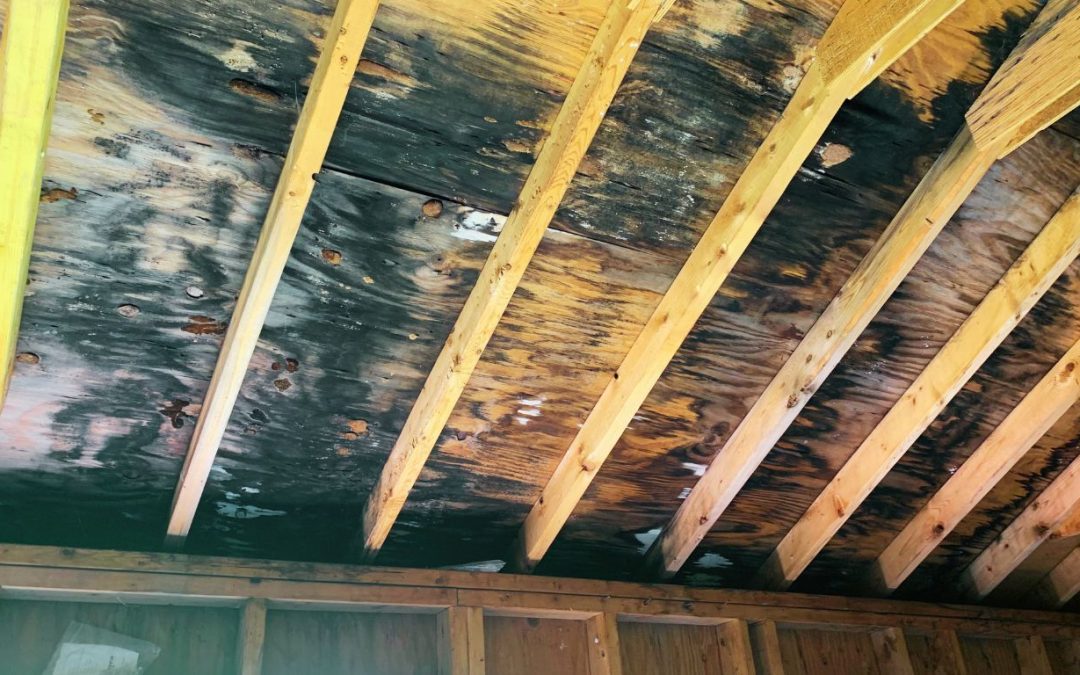 How Water and Mold Damage Can Disrupt Your Business Operations