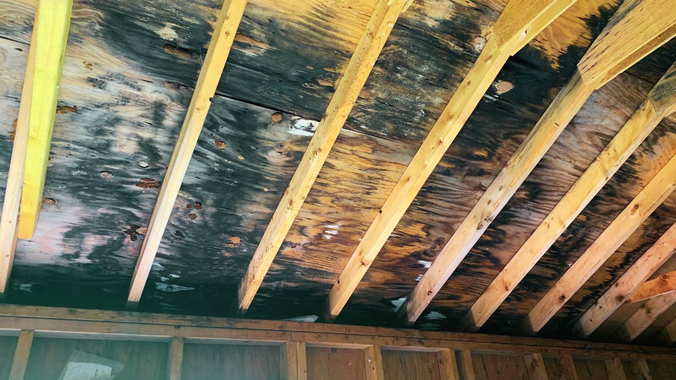 Wooden ceiling beams stained black with visible decay, showing extensive water and mold damage in an unfinished attic or crawl space.
