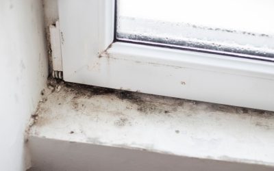 Why Mold Remediation in Oakland Park Makes Your Home Feel Brand New