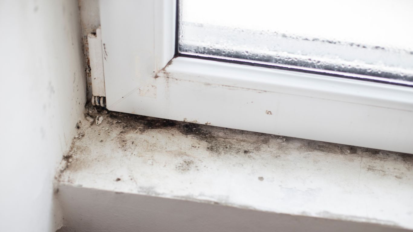 Mold buildup around a window, highlighting the need for mold remediation in Oakland Park.