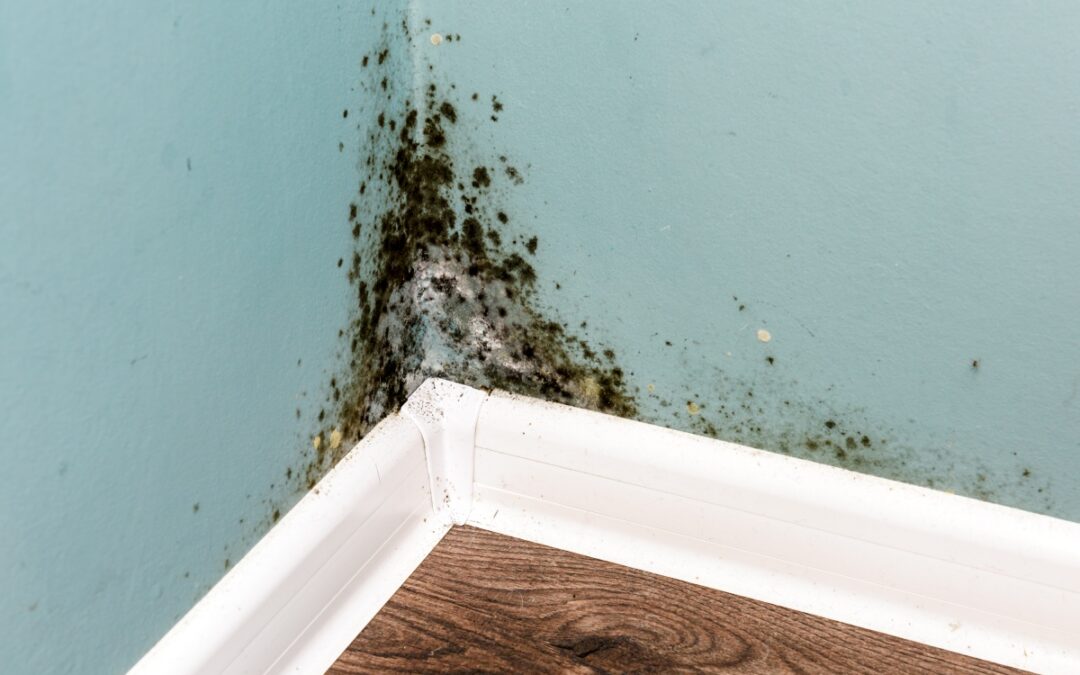 What Is Mold Remediation and Why Does Your Home Need It?