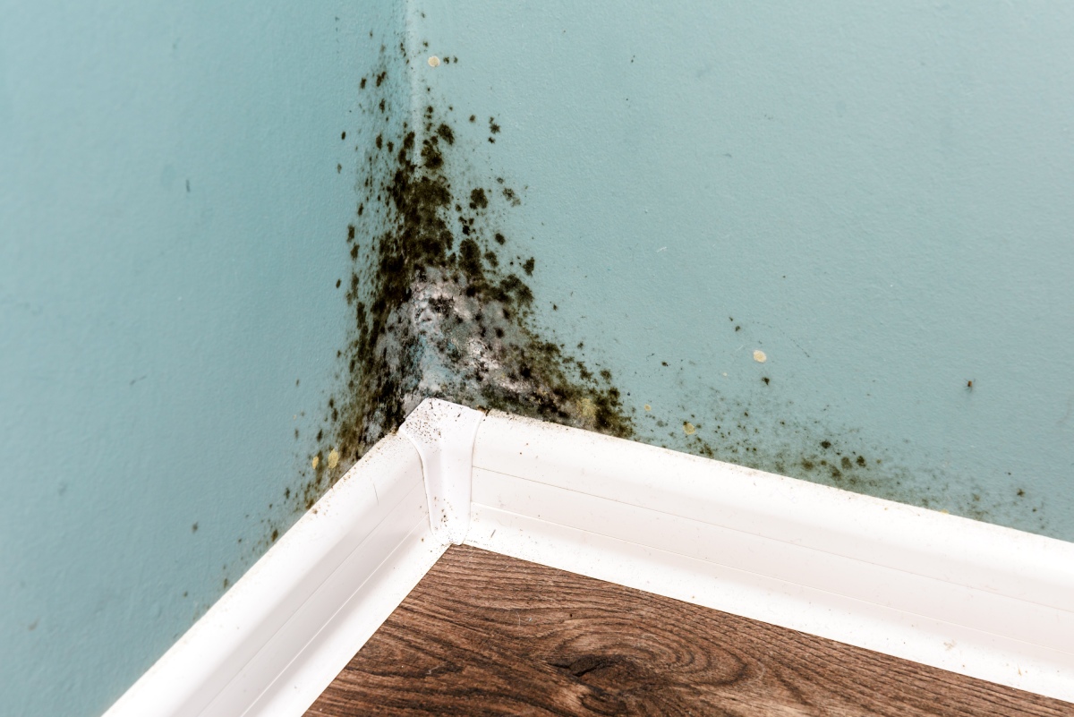 What Is Mold Remediation and Why Does Your Home Need It_ (1) Certified technician performing mold remediation in a South Florida home