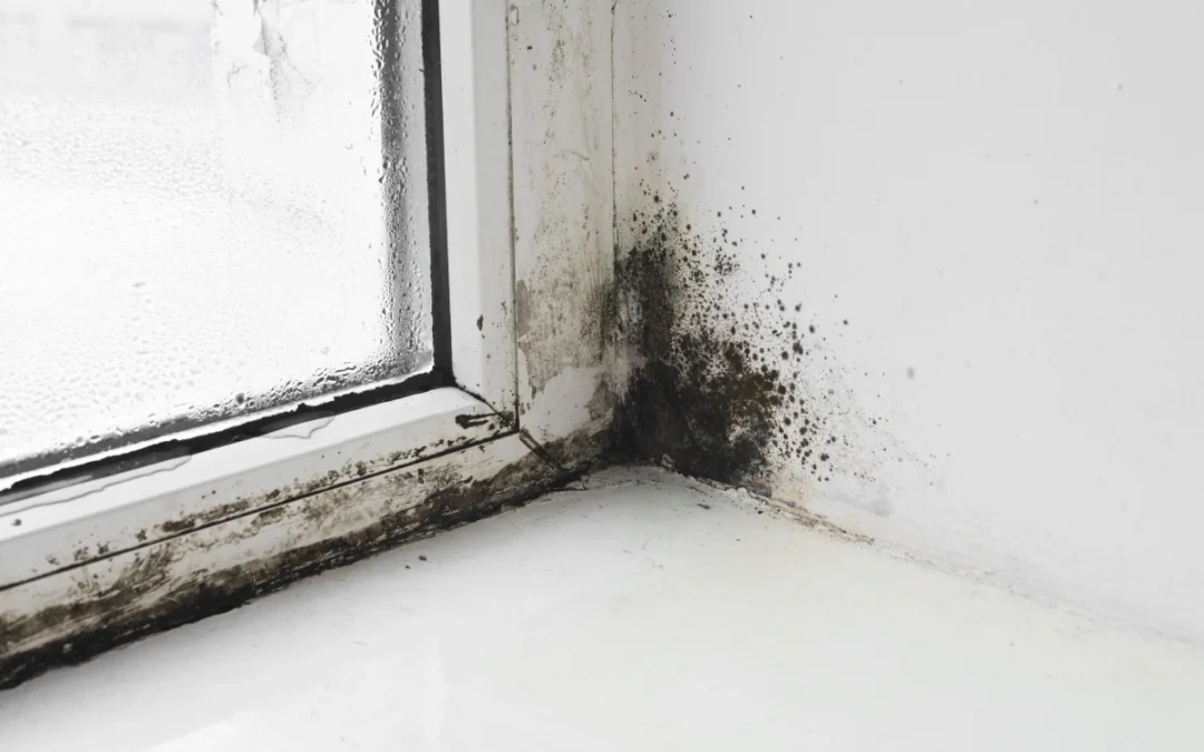 Black Mold in Your Home: Risks, Removal, and What Comes Next