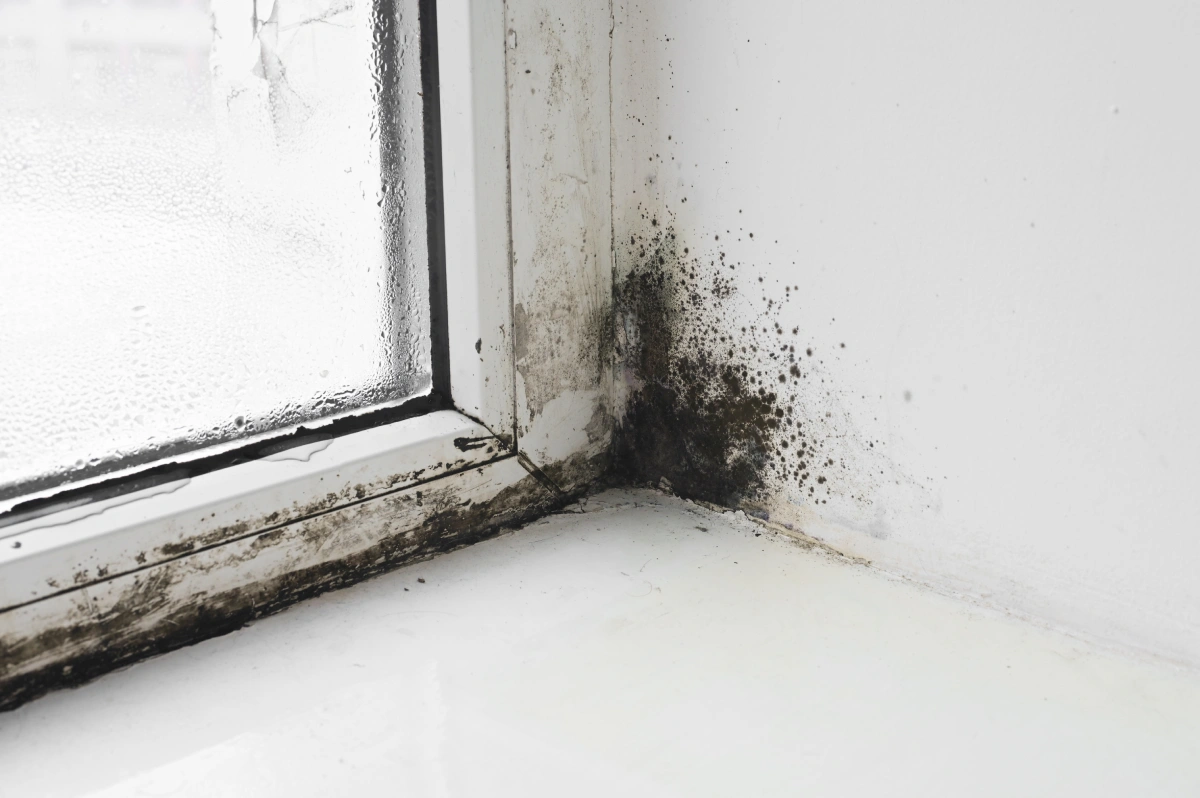 Black Mold in Your Home Black mold removal and remediation on a South Florida home ceiling