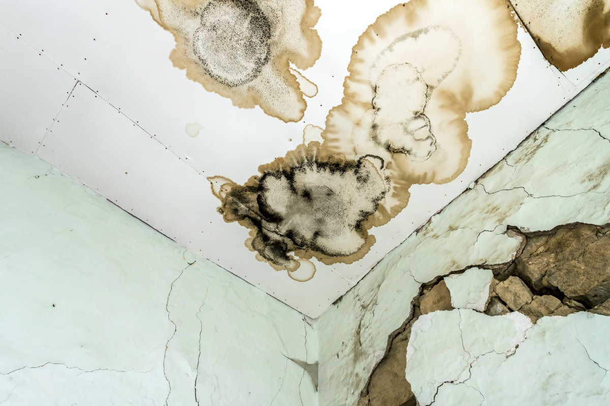 Commercial Mold Remediation Protecting Your Business and Its Occupants Commercial Mold Remediation Protecting Your Business and Its Occupants