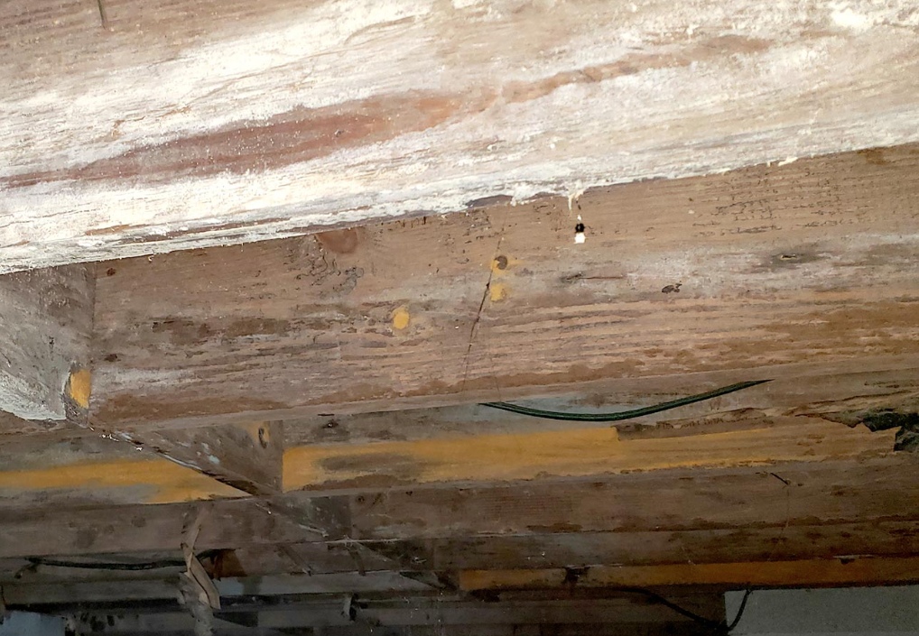 crawl space mold crawl space mold