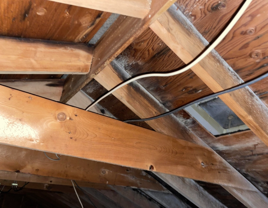 attic mold Black mold growth on attic roof sheathing and rafters in a Florida home caused by poor attic ventilation